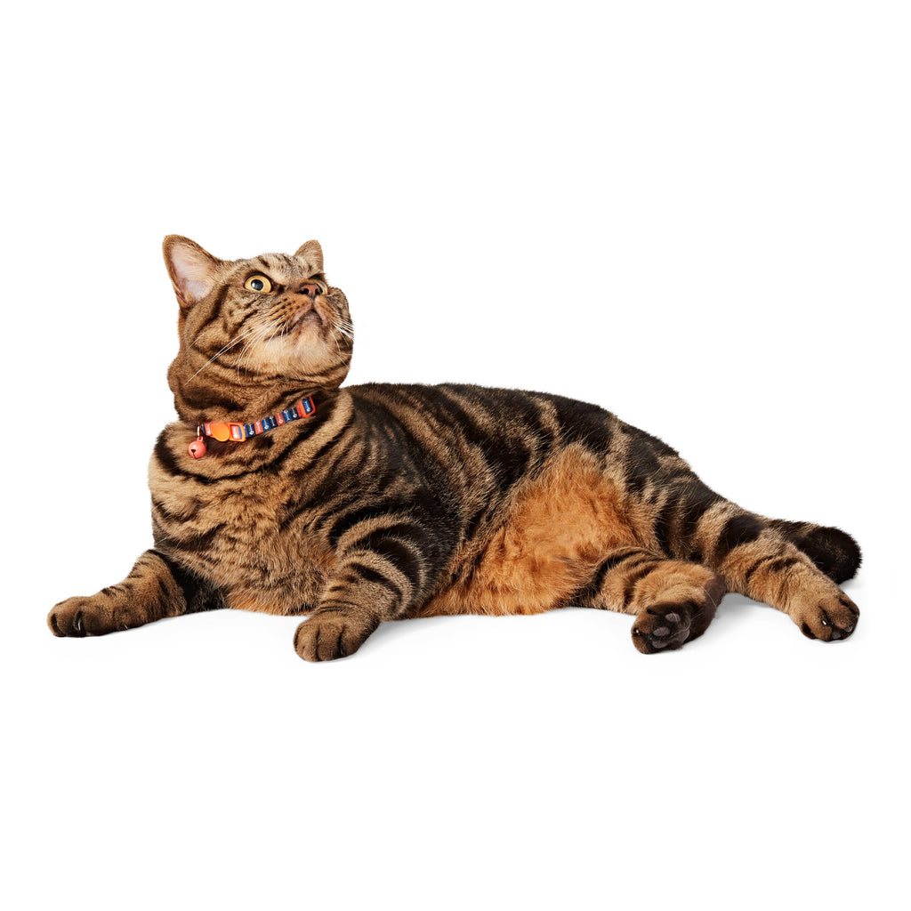 Fish Bone Cat Collar – Orange Adjustable Safety Breakaway Belt