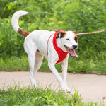 KONG Comfort Dog Harness – Red Medium Adjustable Padded Fit